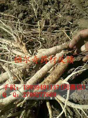芦根叶面肥厂家价格/帕尔奇中药材肥料直销价