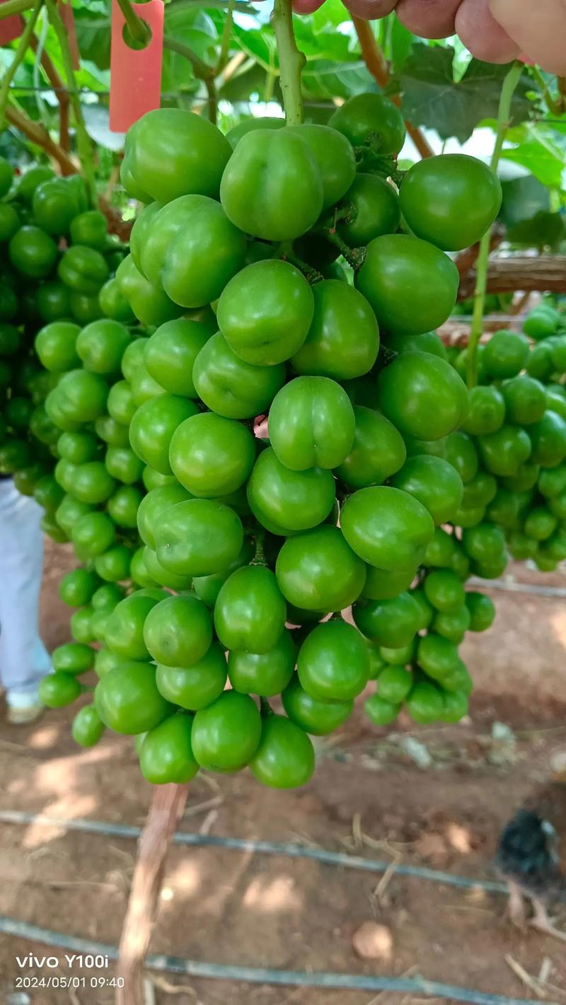 先正达集团中国 优质农资肥料热销，助力现代农业腾飞