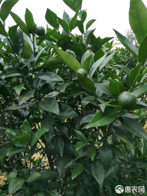 微量元素肥料 作物健康的隐形守护者