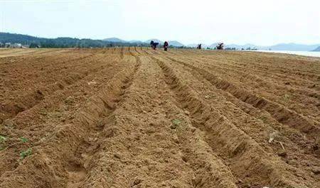 土壤告急 滥用肥料，让大地“生病”，何谈丰收？